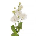 Эустома Alissa Pure White - 5 шт 11297 - фото 478