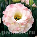 Эустома Arena Pink Flash - 5 шт 11304 - фото 486