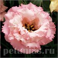 Эустома Corelli Apricot - 5 шт 11307 - фото 490