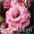 Эустома Corelli Deep Pink - 5 шт 11309 - фото 492