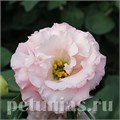 Эустома Corelli Peach - 5 шт 11313 - фото 496