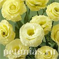 Эустома Corelli Yellow - 5 шт 11316 - фото 499