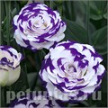 Эустома Croma Blue Picotee - 5 шт 11317 - фото 501