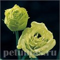 Эустома Croma Green - 5 шт 11319 - фото 503