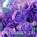 Эустома Croma Lavender Imp. - 5 шт 11320 - фото 504