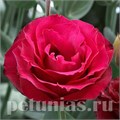 Эустома Croma Red - 5 шт 11322 - фото 506