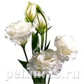 Эустома Croma Silky White - 5 шт 11323 - фото 507