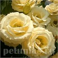 Эустома Croma Yellow - 5 шт 11324 - фото 508