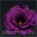 Эустома Flare Deep Blue - 5 шт 11325 - фото 510