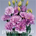 Эустома Mariachi Lavender - 5 шт 11330 - фото 516