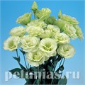 Эустома Mariachi Lime Green - 5 шт 11331 - фото 517