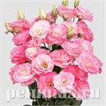 Эустома Mariachi Misty Pink - 5 шт 11333 - фото 519