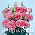 Эустома Mariachi Pink - 5 шт 11334 - фото 520
