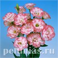 Эустома Mariachi Pink Picotee - 5 шт 11335 - фото 521