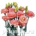 Эустома Rosita II Apricot - 5 шт 11337 - фото 524