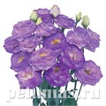 Эустома Rosita II Blue Flash - 5 шт 11338 - фото 525