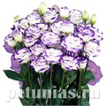 Эустома Rosita II Blue Picotee - 5 шт 11339 - фото 526