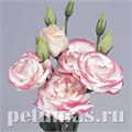 Эустома Rosita II Hot Lips - 5 шт 11341 - фото 528