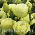 Эустома Rosita II Jade - 5 шт 11342 - фото 529