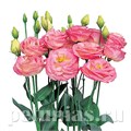 Эустома Rosita II Misty Pink - 5 шт 11343 - фото 530