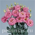 Эустома Rosita II Pink - 5 шт 11344 - фото 531