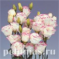 Эустома Rosita II Pink Picotee - 5 шт 11345 - фото 532