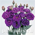 Эустома Rosita II Purple - 5 шт 11346 - фото 533