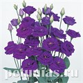 Эустома Rosita II Sapphire - 5 шт 11347 - фото 534