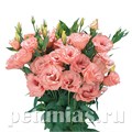 Эустома Super Magic Apricot - 5 шт 11349 - фото 537