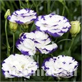 Эустома Super Magic Capri Blue Picotee - 5 шт 11350 - фото 538