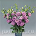 Эустома Super Magic Lilac - 5 шт 11352 - фото 540