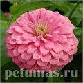 Цинния Benary's Giant Bright Pink - 5 шт 11236 - фото 542