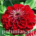 Цинния Benary's Giant Deep Red - 5 шт 11239 - фото 545