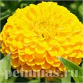 Цинния Benary's Giant Golden Yellow - 5 шт 11240 - фото 546