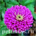 Цинния Benary's Giant Lilac - 5 шт 11241 - фото 547
