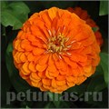 Цинния Benary's Giant Orange - 5 шт 11243 - фото 549
