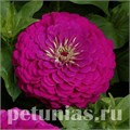Цинния Benary's Giant Purple - 5 шт 11244 - фото 550