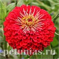 Цинния Benary's Giant Scarlet - 5 шт 11246 - фото 552