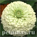 Цинния Benary's Giant White - 5 шт 11247 - фото 553
