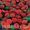 Цинния Dreamland Coral - 5 шт 11249 - фото 555