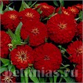 Цинния Dreamland Red  - 5 шт 11252 - фото 558