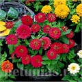 Цинния Dreamland Rose - 5 шт 11253 - фото 559