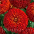 Цинния Dreamland Scarlet - 5 шт 11254 - фото 560