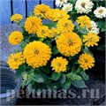Цинния Dreamland Yellow - 5 шт 11255 - фото 561