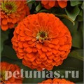 Цинния Zesty Orange - 3 шт 11257 - фото 562