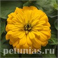 Цинния Zesty Yellow - 3 шт 11262 - фото 563