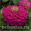 Цинния Zesty Fuchsia - 3 шт 11256 - фото 564