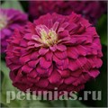 Цинния Zesty Purple - 3 шт 11259 - фото 566