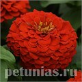 Цинния Zesty Scarlet - 3 шт 11260 - фото 567