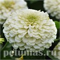 Цинния Zesty White - 3 шт 11261 - фото 568